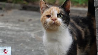 A home for this stray kitten by The Orphan Pet 10,655 views 2 years ago 16 minutes