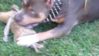 Thor - 11 Month Old Playing In The Backyard R.i.p. My Lil Angel