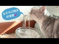 90%貓咪愛喝！【愛上喝水的貓咪】透明飲水盒-水龍頭款  好評篇