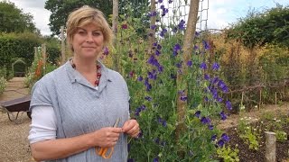 How to tie in your sweet peas