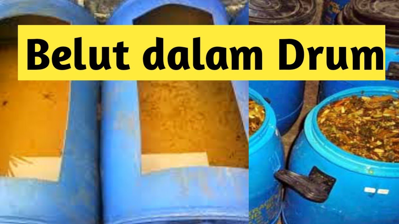 BUDIDAYA BELUT DALAM DRUM PLASTIK 