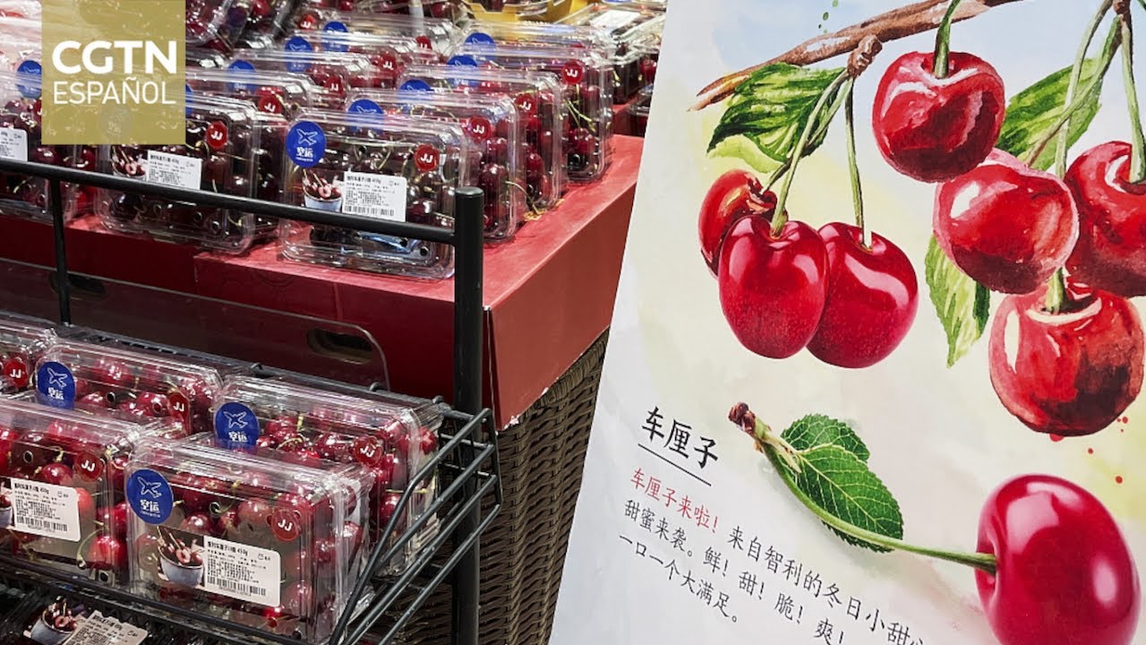 El recorrido de las cerezas chilenas, desde las plantaciones hasta los paladares de China