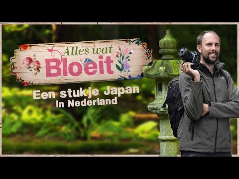 Video: Japanse bloemen (foto). Tunnel van bloemen in de Japanse tuin 