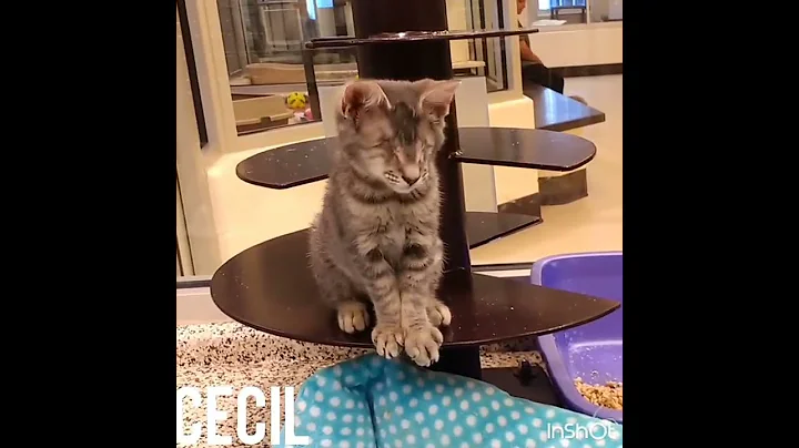 Cecil - SPCA Tails of Hope