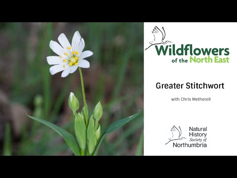 Video: Este stitchwort o plantă?