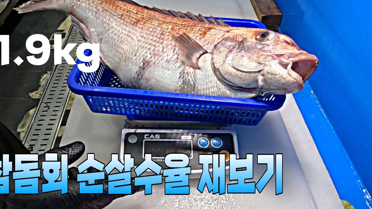 참돔회 수율 재보기. 참돔회 한마리 회뜨기 #생선손질 - YouTube