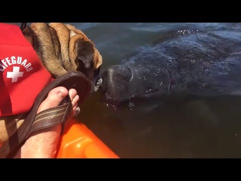 Curious English Bulldog shares kisses with wild manatee