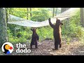Woman Buys New Hammock For Bear Family In Her Yard | The Dodo