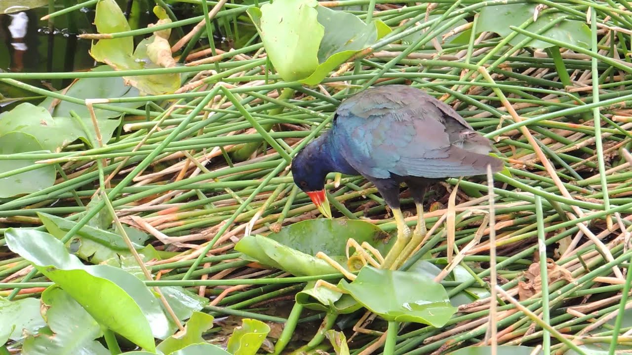 Purple Gallinule Video30 