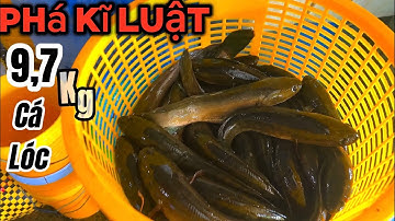 Phá kĩ luật câu cá lóc trúng mánh 9,7kg cá lóc trong một buổi câu đầy nắng.@CongPham48