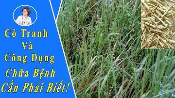 Trị Bệnh Viêm Thận Cấp Và Giải Độc Gan Bằng Rễ Cây Cỏ Tranh
