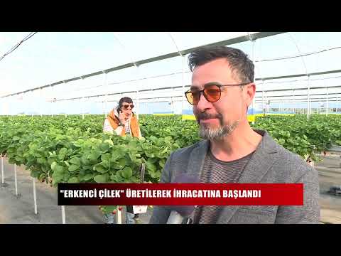 'Erkenci çilek' üretilerek