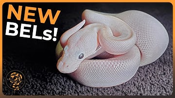 We Got some Beautiful New BELs!!! (Lesser Butter Hypo X Bamboo Lemonblast Egg Cutting!