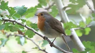 European Robin (Erithacus rubecula) - Brighton, October 2020 I have featured Robins before in these videos and probably will again. It's only fitting for Britain's official National bird.

It's around this time of year at dawn and dusk, the Robin kicks off the bird song season with its soulful, almost melancholic ‘Autumn Song’ (not featured here).

Most Robins are sedentary, so this Robin will defend its territory (my garden) all year round, although I suspect I saw another Robin very close by today as well.

That could lead to conflict as male Robins will fiercely defend their territory, Just last week this Robin was pecking away at a bird sticker in one of my windows, placed there to help prevent accidental bird collision

Those that do migrate, quite often return to reclaim the territory they left previously.

It’s believed that robins are able to view the earth’s magnetic field via a special visual system known as magnetoreception.

Its quite well known the average lifespan of a Robin is only between 1 & 2 years, but this is more to do with a high mortality