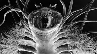 Iceworms