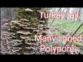 Many zoned turkey tail fungus