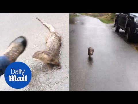 'I'm being chased by an otter!': Hilarious man versus beast - Daily Mail