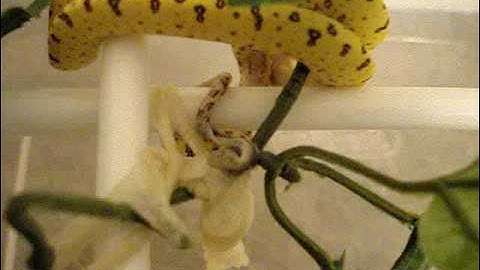 Green Tree Python Neonates!  Rack Setup Tubs & Updates! Chondro babies!