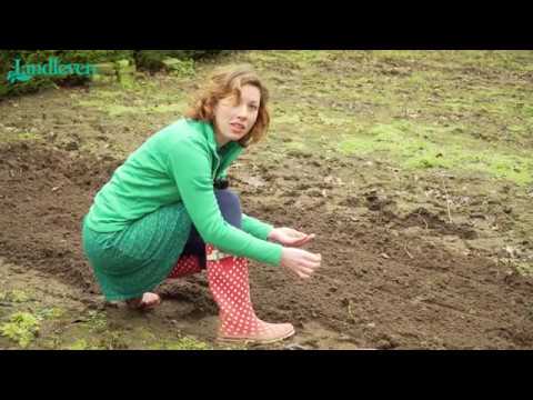 Video: Het Gebruik Van Wortel- En Bladdressing In De Tuin En In De Tuin