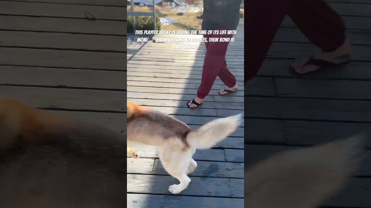 Heartwarming Playtime: Husky & Mom! 🐶❤️ 
