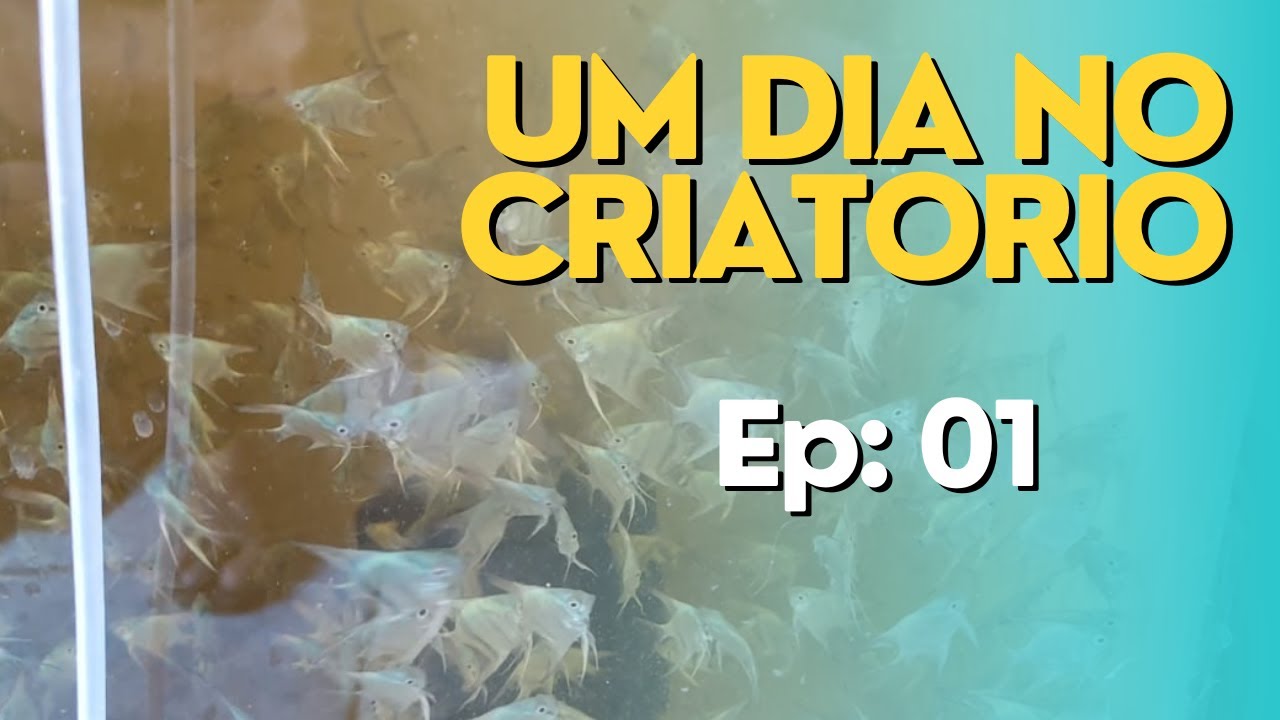 Uma dia no criatório Ep 01