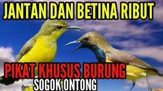 SUARA PIKAT SOGON RIBUT PLUS KEJEPIT PALING AMPUH BUKTIKAN SENDIRI (M&R Kicau mania)