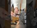 ネットで最も健康志向な猫!?-一年中、毎食漢方を食べ続けるが、飼い主はまったく理解できない!#shorts