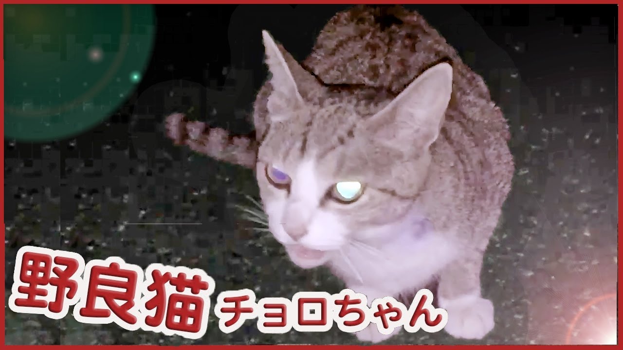 猫カフェ 横浜 感動！私の帰りの待っているかわいい野良猫チョロちゃん〜今もお出迎えしてくれた☆キジトラ猫ちゃん　-Cute Feral cat that is waiting for me #5