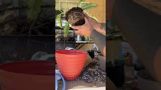 Spider mites ! Check your plants before taking them home from the store !