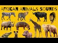 African Animal Sounds