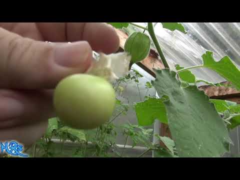 Video: Solanum Information - Hom Solanum Nroj Tsuag Hauv Lub Vaj