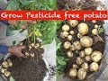 Grow potato in a bucket (with english subtitle)