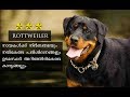 Rottweiler Malayalam : How To Care And Train Rottweiler : Dog Review Malayalam