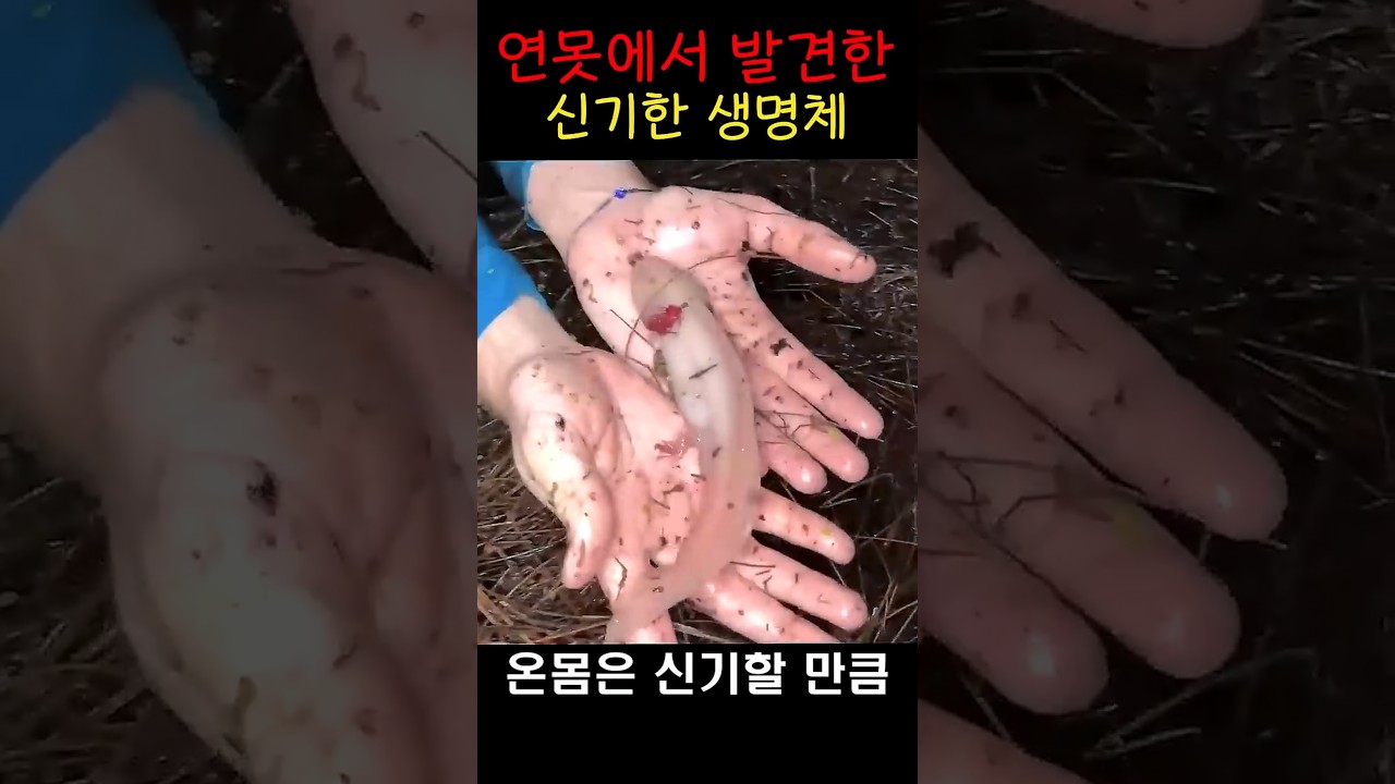 낯선 생명체, 그물에 걸려 올라왔습니다