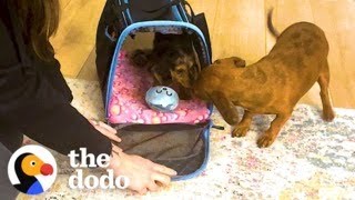 Dog Dreams Of Not Being An Only Child Until... ❤ | The Dodo