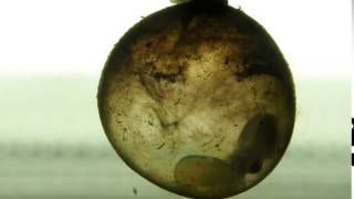 Timelapse cuttlefish egg