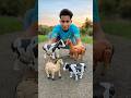 4Ta Remote Control Cow &amp; 2 Ta Rc Horse Unboxing😍