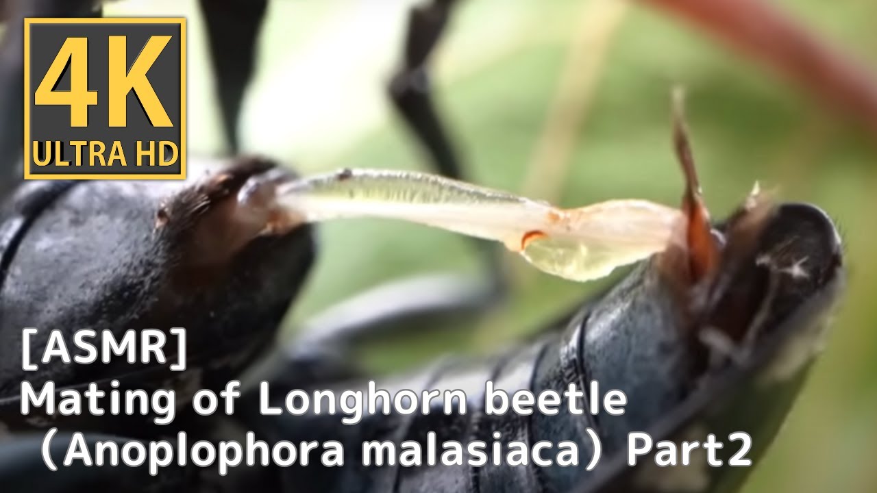 [ASMR] Брачное поведение Anoplophora Malasiaca (Часть 2)