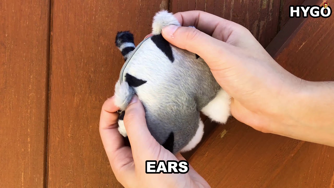 Sticking Coins In A Cat's Butt