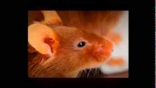 Pest Control Derby - Mice Control