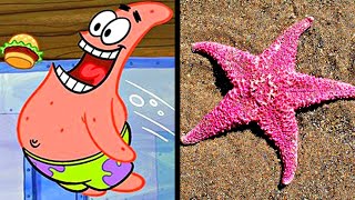 Spongebob In Real Life - Main Characters Part 82