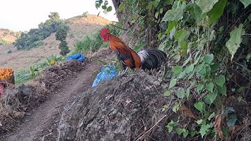 Gà rừng đẹp trai cực xong.qaib qus zoo raug qua zoo 