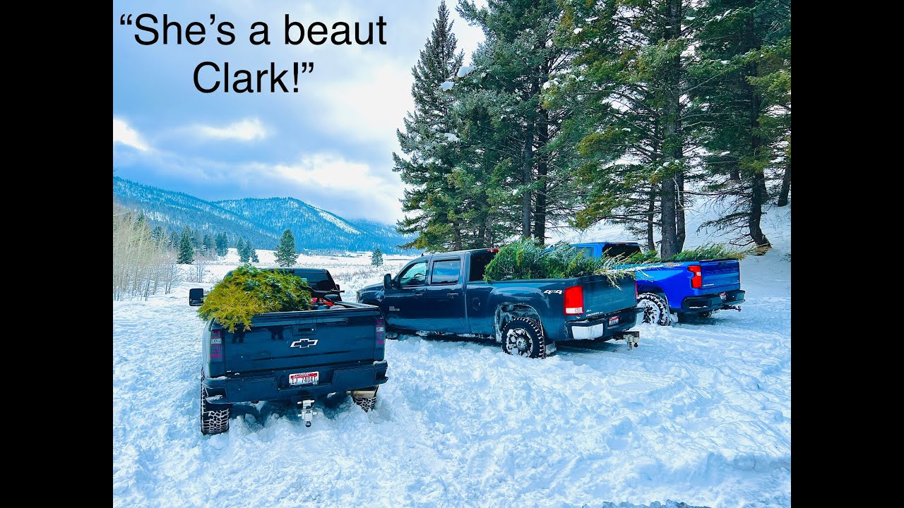 Christmas Tree Hunting 🎄 YouTube