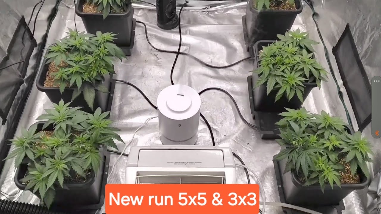 Critical Blueberry Muffin.  Autopots with Gaia Green.