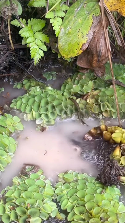 Pantat #youtubeshorts #trending #fish @KafishoninAustralia