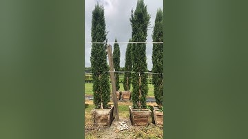 Italian Cypress For Sale/Large Trees Planted and Guaranteed in Florida/#trees  #buylargetrees #palm