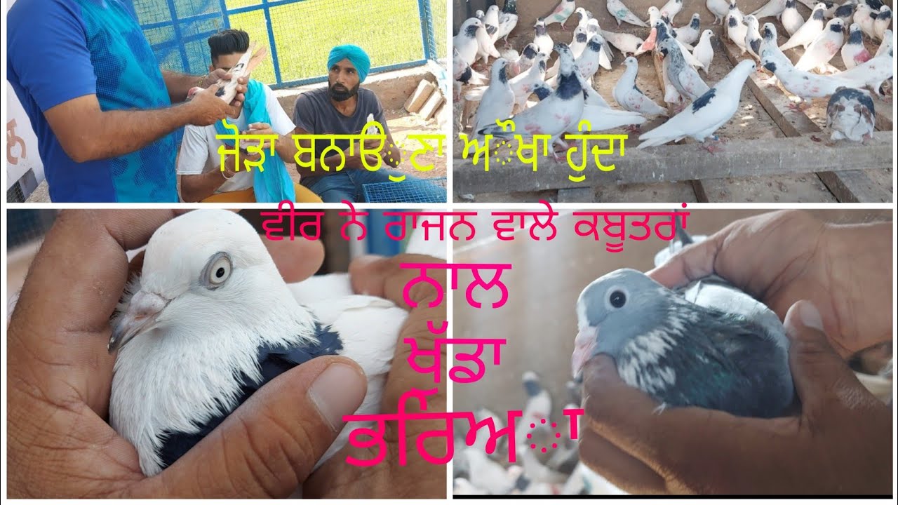 ਜੰਟਾ ਬੁੱਘੀਪੁਰਾ..Janta Buggipura de kabooter.Part 3..9914960362