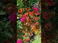 Rose garden 🌺⚘️ Hyde park #GodsCreation #London #Flowers #Nature #Shorts