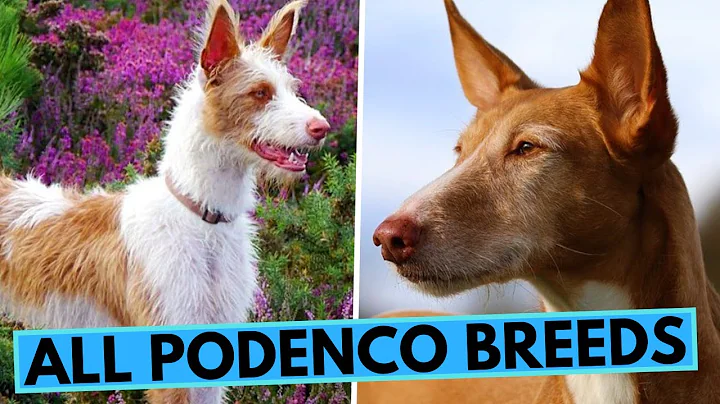 All About Podenco Dogs - List of All Podenco Breeds - Podengo - Warren Hound