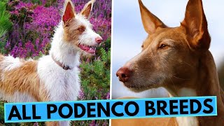 All About Podenco Dogs  List of All Podenco Breeds  Podengo  Warren Hound
